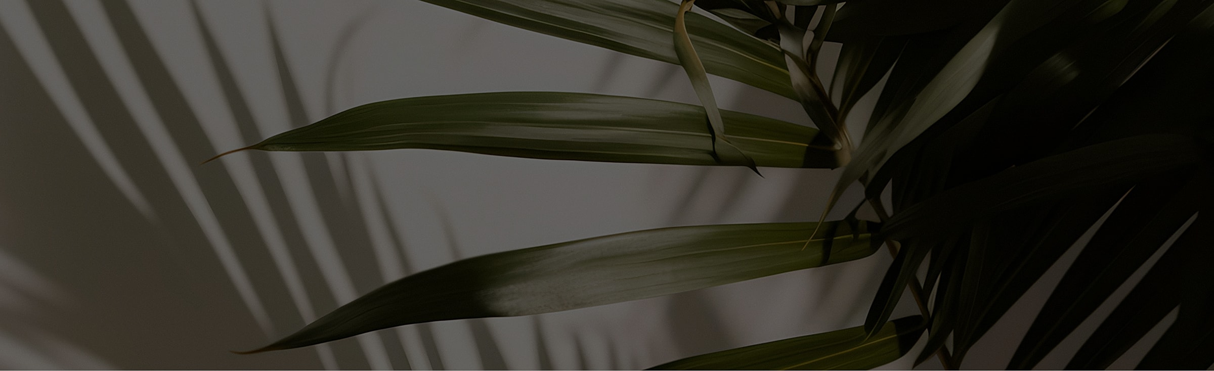 Green plant leaves with shadows on wall